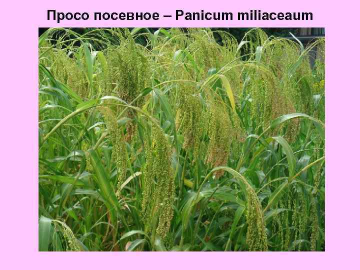Просо посевное – Panicum miliaceaum 