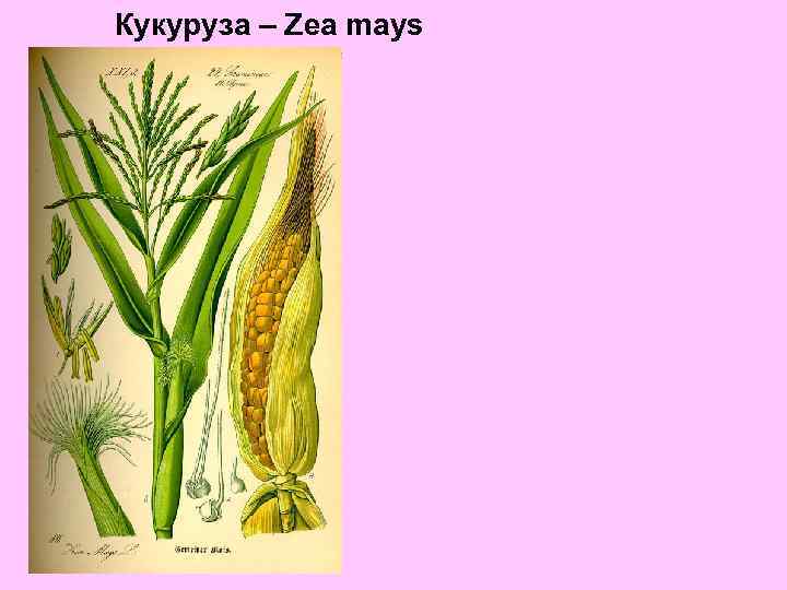 Кукуруза – Zea mays 