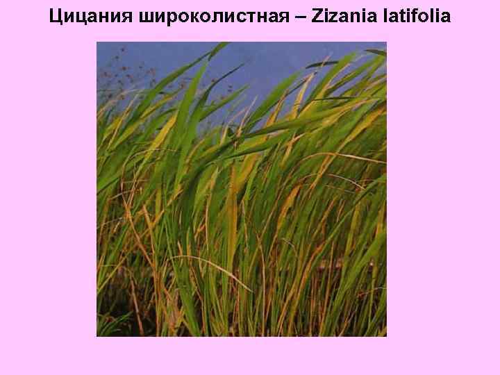 Цицания широколистная – Zizania latifolia 