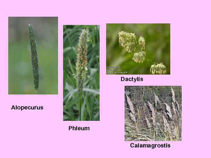 Dactylis Alopecurus Phleum Calamagrostis 