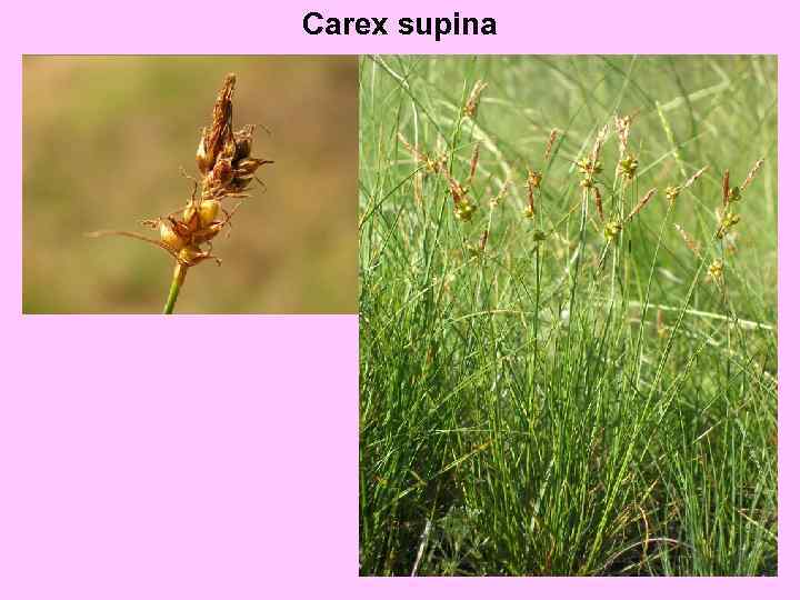 Carex supina 