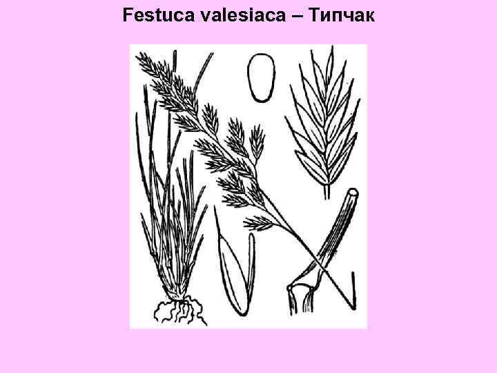 Festuca valesiaca – Типчак 