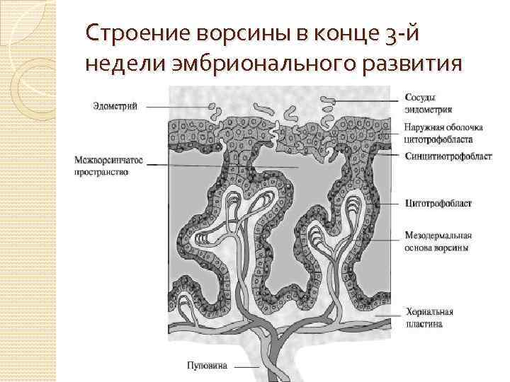 Плодная часть плаценты рисунок