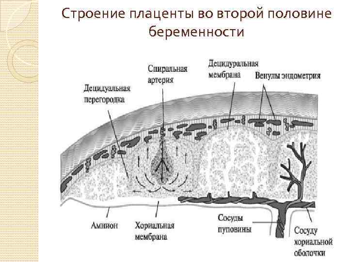 Строение плаценты во второй половине беременности 