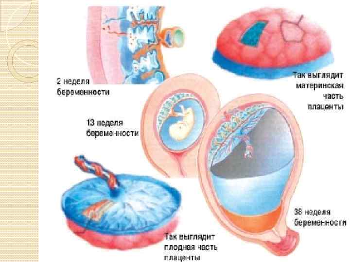 Рисунок матка сосуды плода плацента зародыш