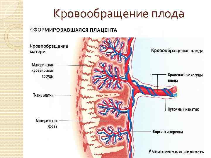 Кровообращение плода 