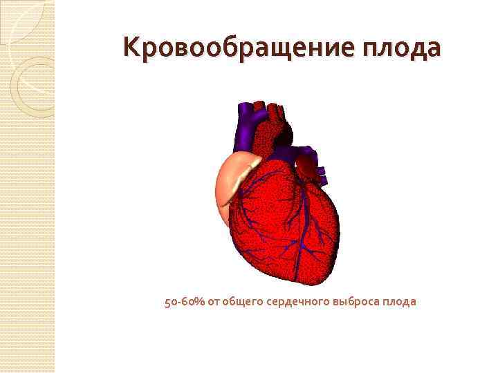 Кровообращение плода 50 -60% от общего сердечного выброса плода 