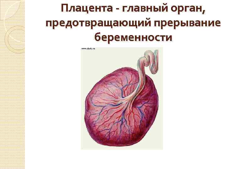 Плацента - главный орган, предотвращающий прерывание беременности 