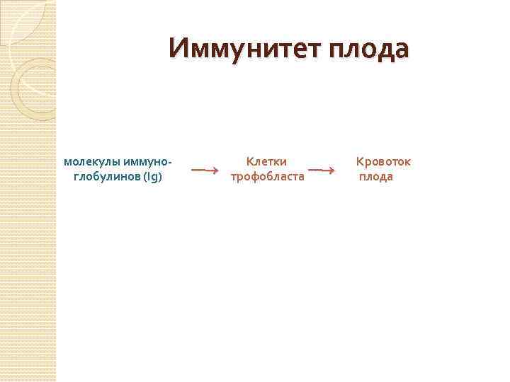 Иммунитет плода молекулы иммуноглобулинов (Ig) Клетки трофобласта Кровоток плода 