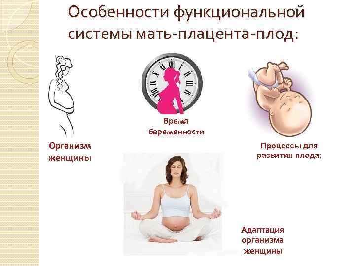 Особенности функциональной системы мать-плацента-плод: Время беременности Организм женщины Процессы для развития плода; Адаптация организма