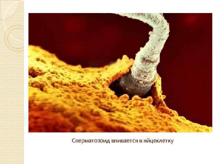 Сперматозоид впивается в яйцеклетку 