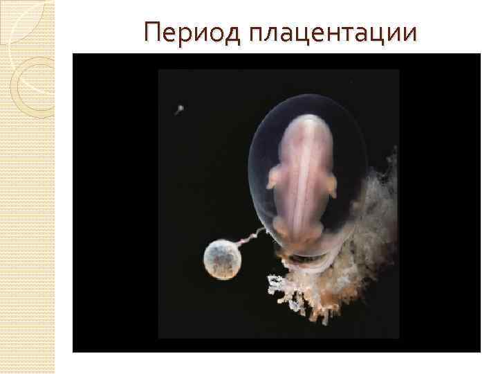 Период плацентации 
