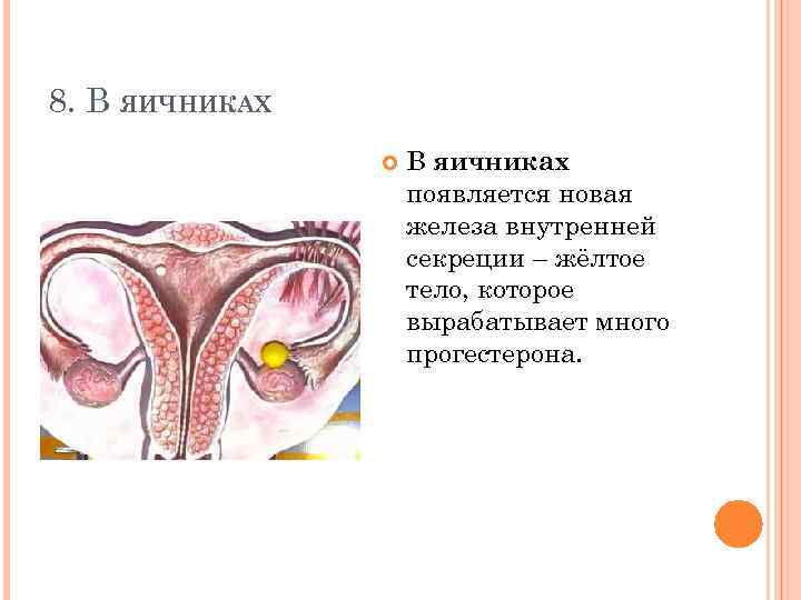 8. В ЯИЧНИКАХ В яичниках появляется новая железа внутренней секреции – жёлтое тело, которое