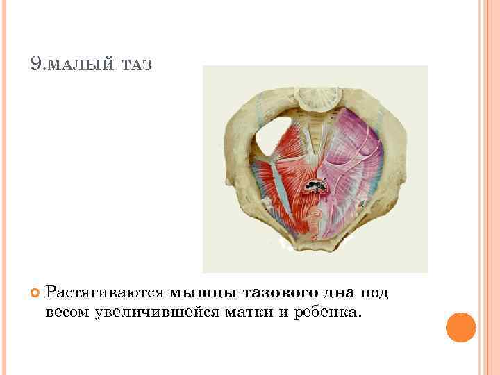 9. МАЛЫЙ ТАЗ Растягиваются мышцы тазового дна под весом увеличившейся матки и ребенка. 