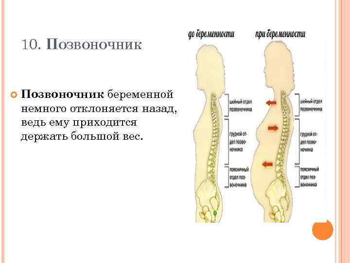 10. ПОЗВОНОЧНИК Позвоночник беременной немного отклоняется назад, ведь ему приходится держать большой вес. 