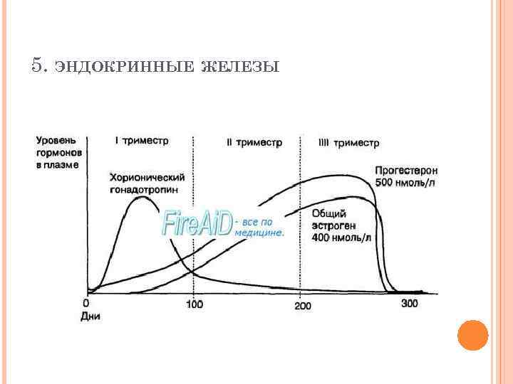 5. ЭНДОКРИННЫЕ ЖЕЛЕЗЫ 