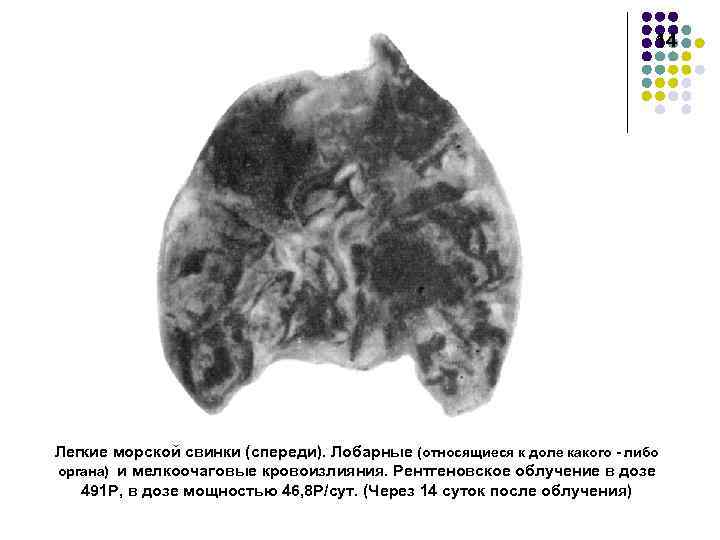 14 Легкие морской свинки (спереди). Лобарные (относящиеся к доле какого - либо органа) и