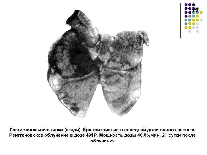 15 легких. Лучевая болезнь животных. Острая лучевая болезнь у животных. Лучевой синдром после облучения животных. Лучевая болезнь у сельскохозяйственных животных.