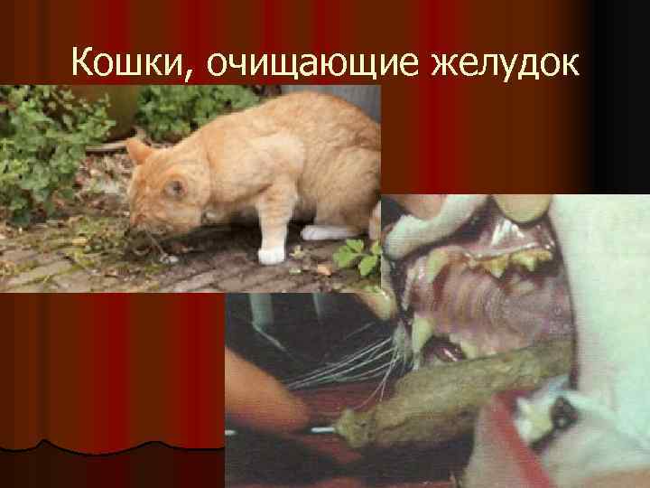 Кошки, очищающие желудок 