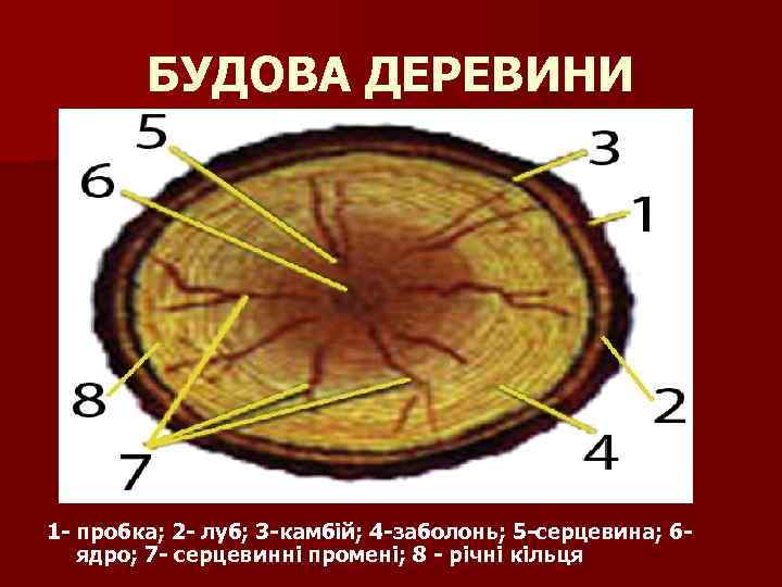 БУДОВА ДЕРЕВИНИ 1 - пробка; 2 - луб; 3 -камбій; 4 -заболонь; 5 -серцевина;