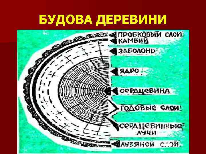 БУДОВА ДЕРЕВИНИ 