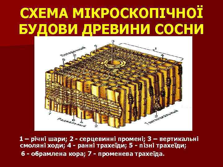 СХЕМА МІКРОСКОПІЧНОЇ БУДОВИ ДРЕВИНИ СОСНИ 1 – річні шари; 2 - серцевинні промені; 3