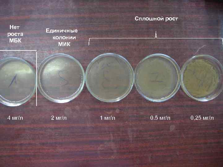 Сплошной рост Нет роста МБК 4 мг/л Единичные колонии МИК 2 мг/л 1 мг/л