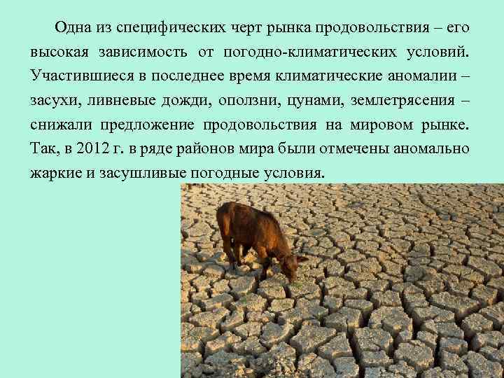 Одна из специфических черт рынка продовольствия – его высокая зависимость от погодно-климатических условий. Участившиеся