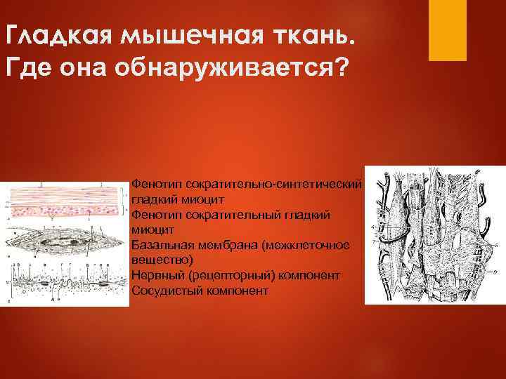 Гладкая мышечная ткань. Где она обнаруживается? Фенотип сократительно-синтетический гладкий миоцит Фенотип сократительный гладкий миоцит