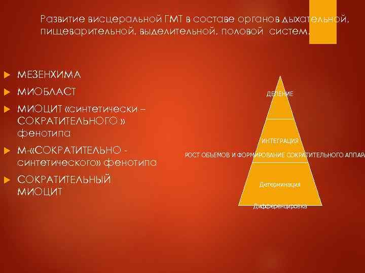 Развитие висцеральной ГМТ в составе органов дыхательной, пищеварительной, выделительной, половой систем. МЕЗЕНХИМА МИОБЛАСТ МИОЦИТ