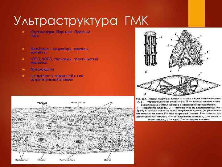 Ультраструктура ГМК Крупное ядро. Ядрышки. Ядерные поры. Мембрана – рецепторы, кавеолы, контакты. г. ЭПС;