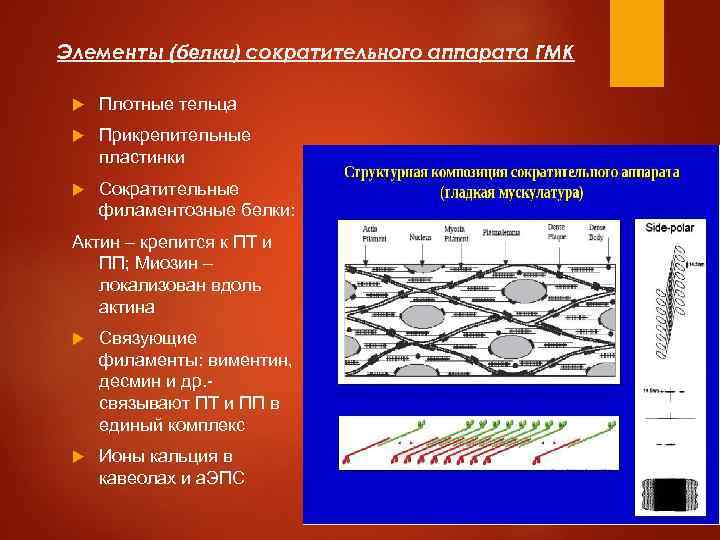 Элементы (белки) сократительного аппарата ГМК Плотные тельца Прикрепительные пластинки Сократительные филаментозные белки: Актин –