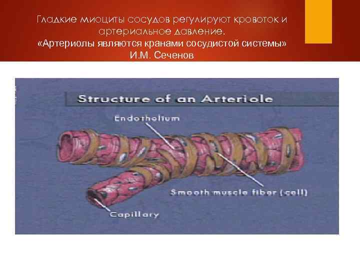 Гладкие миоциты сосудов регулируют кровоток и артериальное давление. «Артериолы являются кранами сосудистой системы» И.