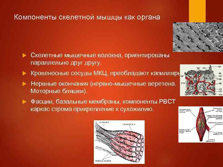 Компоненты скелетной мышцы как органа Скелетные мышечные волокна, ориентированы параллельно другу. Кровеносные сосуды МКЦ,