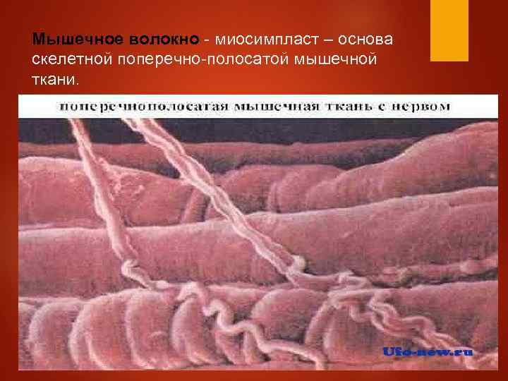 Мышечное волокно - миосимпласт – основа скелетной поперечно-полосатой мышечной ткани. 