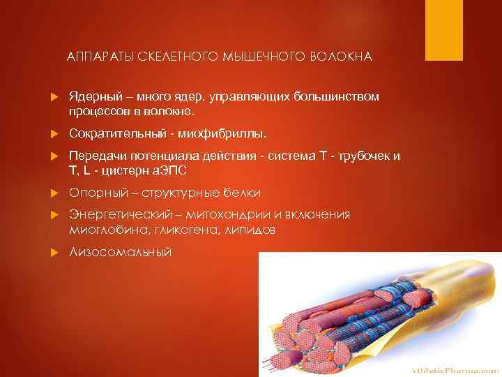 АППАРАТЫ СКЕЛЕТНОГО МЫШЕЧНОГО ВОЛОКНА Ядерный – много ядер, управляющих большинством процессов в волокне. Сократительный