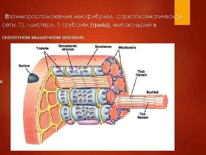 Взаиморасположение миофибрилл, саркоплазматической сети, Т; L –цистерн, Т- трубочек (триад), митохондрий в скелетном мышечном