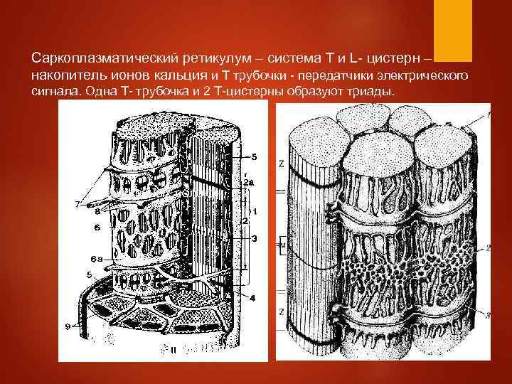 Саркоплазматический ретикулум – система Т и L- цистерн – накопитель ионов кальция и Т