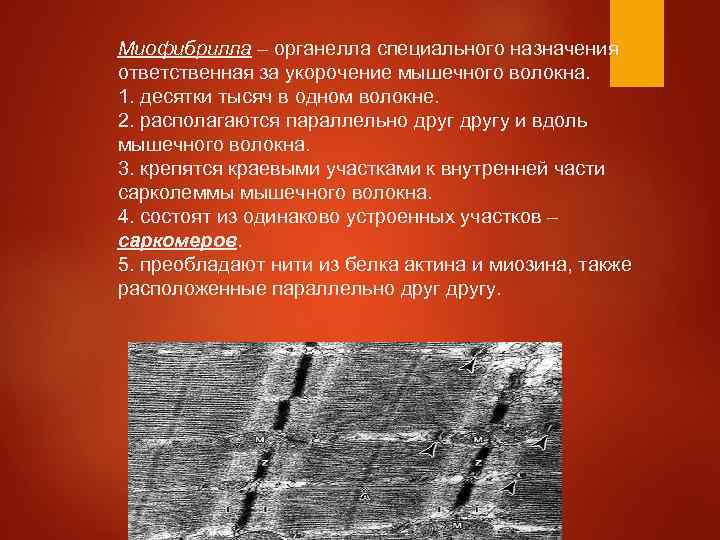 Миофибрилла – органелла специального назначения ответственная за укорочение мышечного волокна. 1. десятки тысяч в