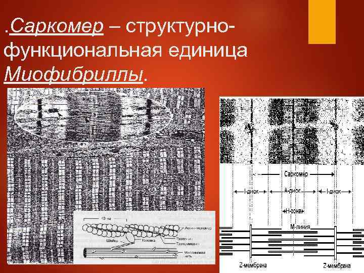 . Саркомер – структурнофункциональная единица Миофибриллы. 