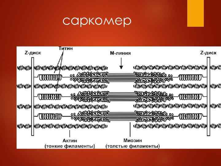 саркомер 