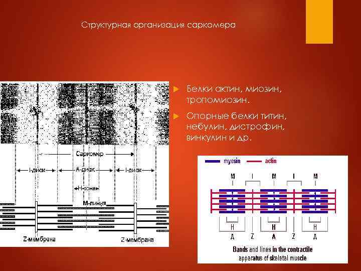 Структурная организация саркомера Белки актин, миозин, тропомиозин. Опорные белки титин, небулин, дистрофин, винкулин и