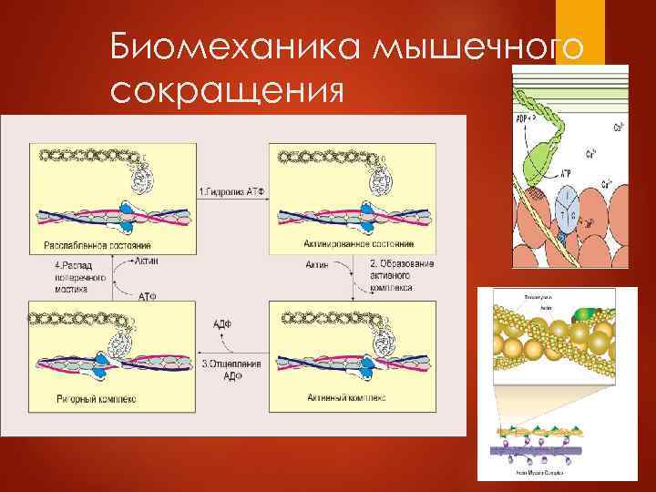 Биомеханика мышечного сокращения 