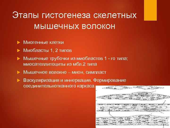 Этапы гистогенеза скелетных мышечных волокон Миогенные клетки Миобласты 1, 2 типов Мышечные трубочки из