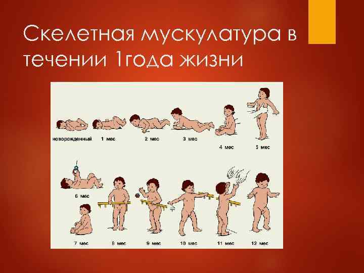 Скелетная мускулатура в течении 1 года жизни 