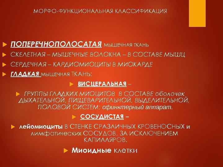 МОРФО-ФУНКЦИОНАЛЬНАЯ КЛАССИФИКАЦИЯ ПОПЕРЕЧНОПОЛОСАТАЯ МЫШЕЧНАЯ ТКАНЬ СКЕЛЕТНАЯ – МЫШЕЧНЫЕ ВОЛОКНА – В СОСТАВЕ МЫШЦ СЕРДЕЧНАЯ