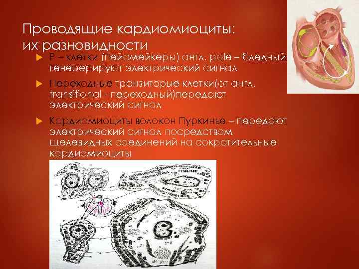 Проводящие кардиомиоциты: их разновидности Р – клетки (пейсмейкеры) англ. рale – бледный – генерерируют