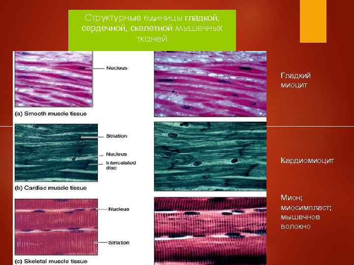 Структурные единицы гладкой, сердечной, скелетной мышечных тканей Гладкий миоцит Кардиомиоцит Мион; миосимпласт; мышечное волокно