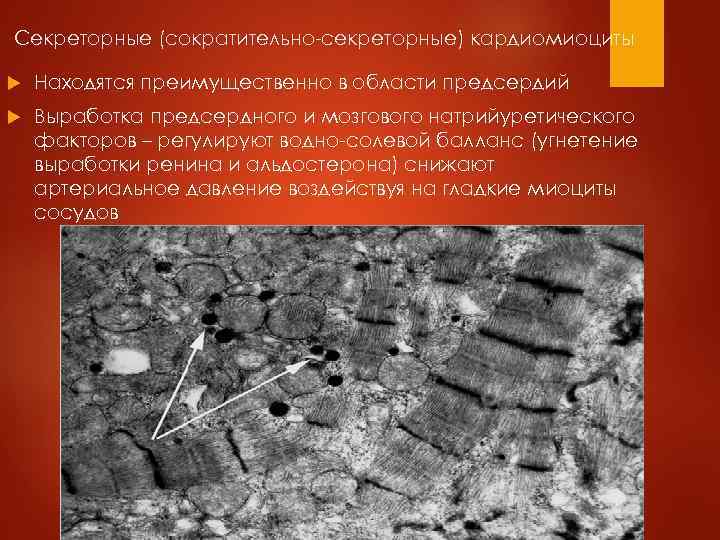 Секреторные (сократительно-секреторные) кардиомиоциты Находятся преимущественно в области предсердий Выработка предсердного и мозгового натрийуретического факторов