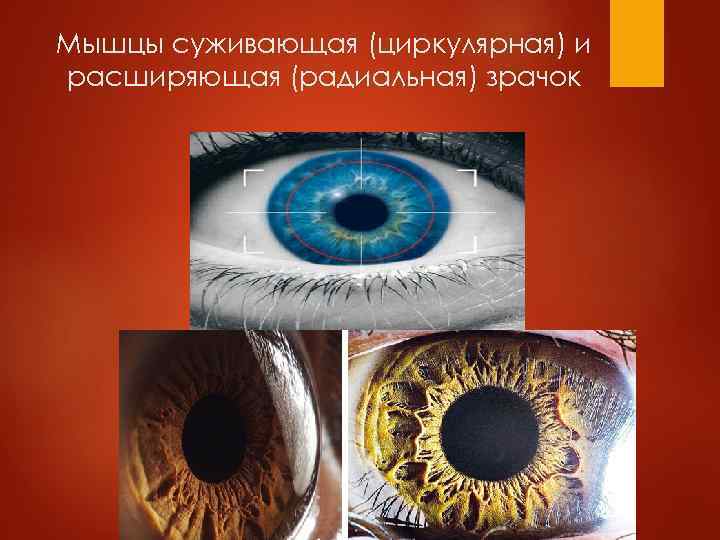 Мышцы суживающая (циркулярная) и расширяющая (радиальная) зрачок 